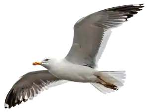 Seagull